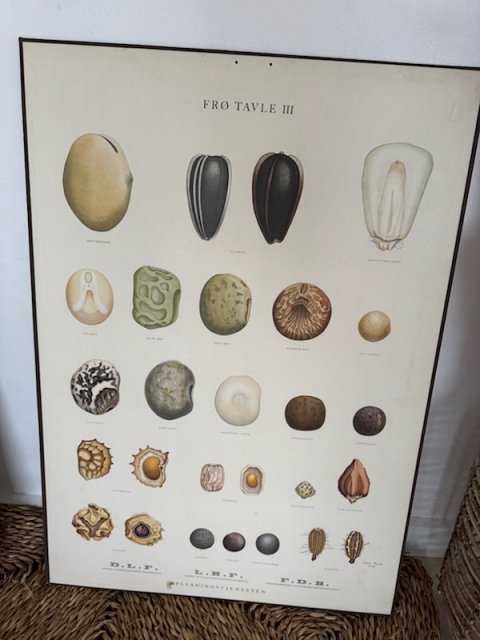 Gammel FDB fr� planche 5